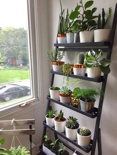 a shelf filled with potted plants next to a window