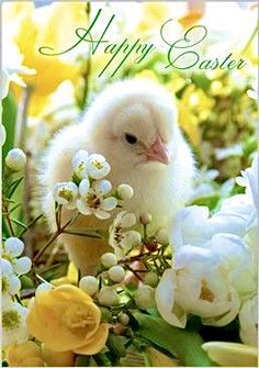 a small white chicken sitting in the middle of flowers and greenery with an easter greeting written on it