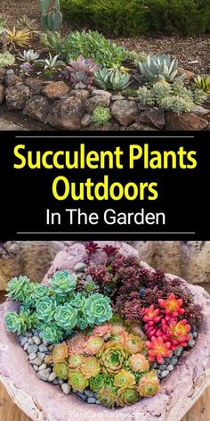 succulent plants in the garden with text overlay that reads succulent plants outdoors in the garden