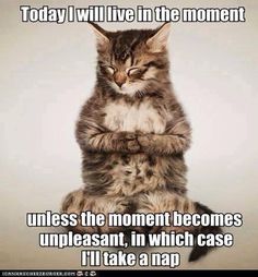 a cat that is sitting down with its eyes closed and the caption says today i will live in the moment unless the moment becomes unpleasant, in which case