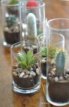 three glass vases filled with plants on top of a wooden table