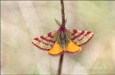 a close up of a moth on a plant