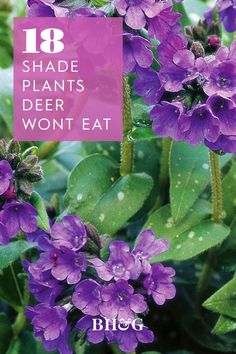 Deer Resistant Landscaping Shade, Tall Perennial Flowers Part Shade, Deer Resistant Gardens, Shade Deer Resistant Plants Perennials, Deer Resistant Plants Perennials, Plants That Repel Deer And Rabbits, Shade Perennials Deer Resistant, Deer Proof Landscaping, Deer Resistant Shade Garden