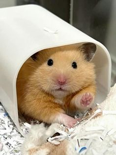 A Hamster, Silly Cats Pictures, Animal Antics