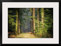 an image of a forest with trees and grass