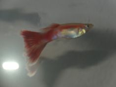 a red and white fish floating on top of a body of water next to a light