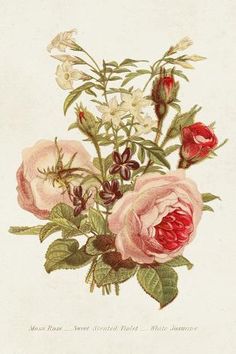 an antique print of pink roses and white wildflowers