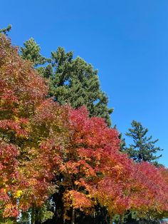 colorful trees line the street in front of a blue sky with white clouds above them