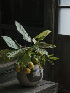 a potted plant sitting on top of a wooden table