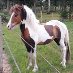 a brown and white horse standing on top of a grass covered field next to a fence