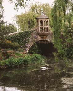 a white swan swimming under a stone bridge