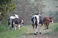 three cows walking down a dirt road with trees in the backgrouds and grass on either side