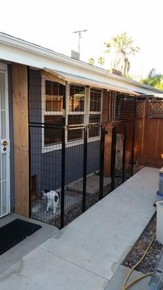 a dog is standing in front of a gate