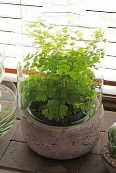 there is a plant in a glass vase on the table next to some other plants