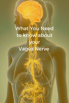 The vagus nerve’s many critical functions include perceiving sensory experience from the heart, throat, lungs, & abdomen and allowing the gut & microbiome to communicate with the brain regulating heart rate and blood pressure. https://bit.ly/3rKwsty#vagusnerve #nervehealth #hearthealth Vegas Nerve, Vagus Nerve Damage, Vagus Nerve Stimulator, Nerve System, Nerf Vague, Polyvagal Theory, Hair And Skin Vitamins, Brain Nerves, The Vagus Nerve