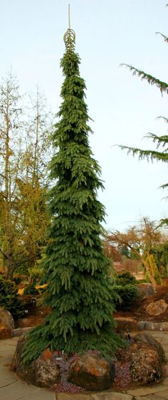 a very tall evergreen tree sitting in the middle of some rocks and trees behind it