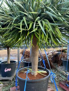 a large palm tree in a pot with blue ribbon around it's trunk and leaves