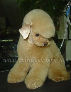 a brown poodle sitting on top of a table