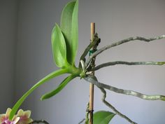 a plant with green leaves and pink flowers in a vase next to a white wall