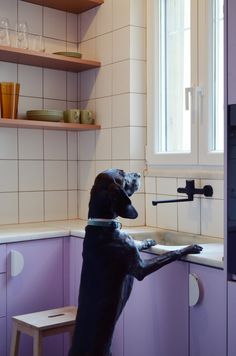 a black dog sitting on its hind legs in a kitchen looking out the window at the outside