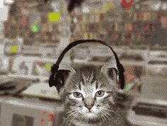 a cat with headphones on is looking at the camera