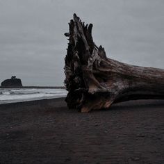 a man standing next to a fallen tree on top of a sandy beach near the ocean