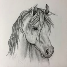 a pencil drawing of a horse's head