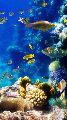 a large group of fish swimming over a coral reef