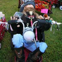 a man sitting on top of a motorcycle next to flowers and other items in the grass