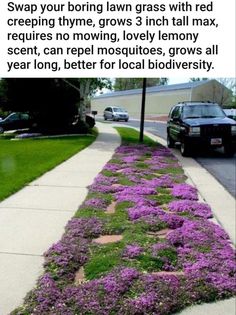 purple flowers growing on the side of a sidewalk