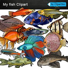 an adult coloring book with colorful fish on it's cover and the title, my fish clipart