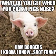 a pig is standing in the dirt with its tongue out and captioning what do you get when you pick a pigs nose?