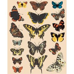 an assortment of butterflies on a pink background