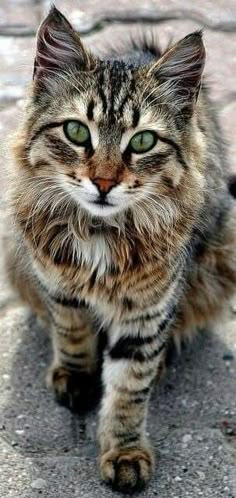 a cat with green eyes sitting on the ground