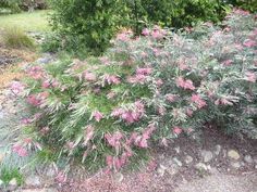 a bush with pink flowers in the middle of a dirt area next to some trees