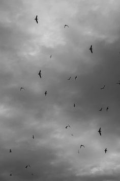 a flock of birds flying through a cloudy sky