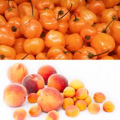 there are peaches and apricots on the left, and an image of apricots on the right