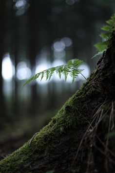 a green plant is growing out of the mossy tree trunk in the forest with lights shining through the trees behind it