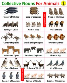 an animal chart with different types of animals