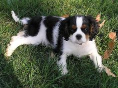 a black and white dog laying in the grass