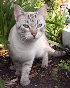 a white cat with blue eyes sitting on the ground in front of some green plants