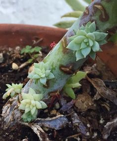 a close up of a plant in a pot with dirt on the ground next to it