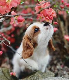 a dog is smelling the flowers on a tree