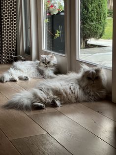 two fluffy cats laying on the floor in front of a window looking out at the yard