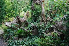 an old tree that has been cut down in the middle of some bushes and trees