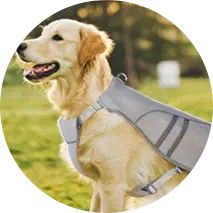 a golden retriever wearing a backpack in a park with trees and grass behind him