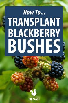 blackberry bush with the words how to transplant blackberry bushes