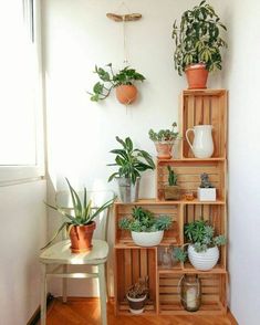 some plants are sitting on wooden shelves in the corner