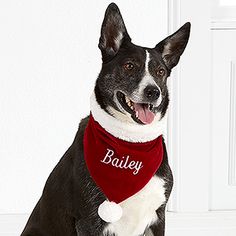 a black and white dog wearing a red bandana with the name bailey on it