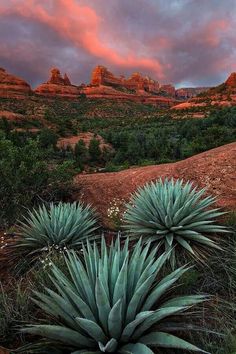 some very pretty plants in the desert